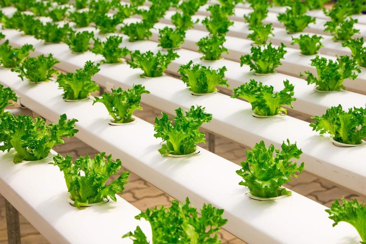 Young lettuce plants growing from holes in white hydroponic channels