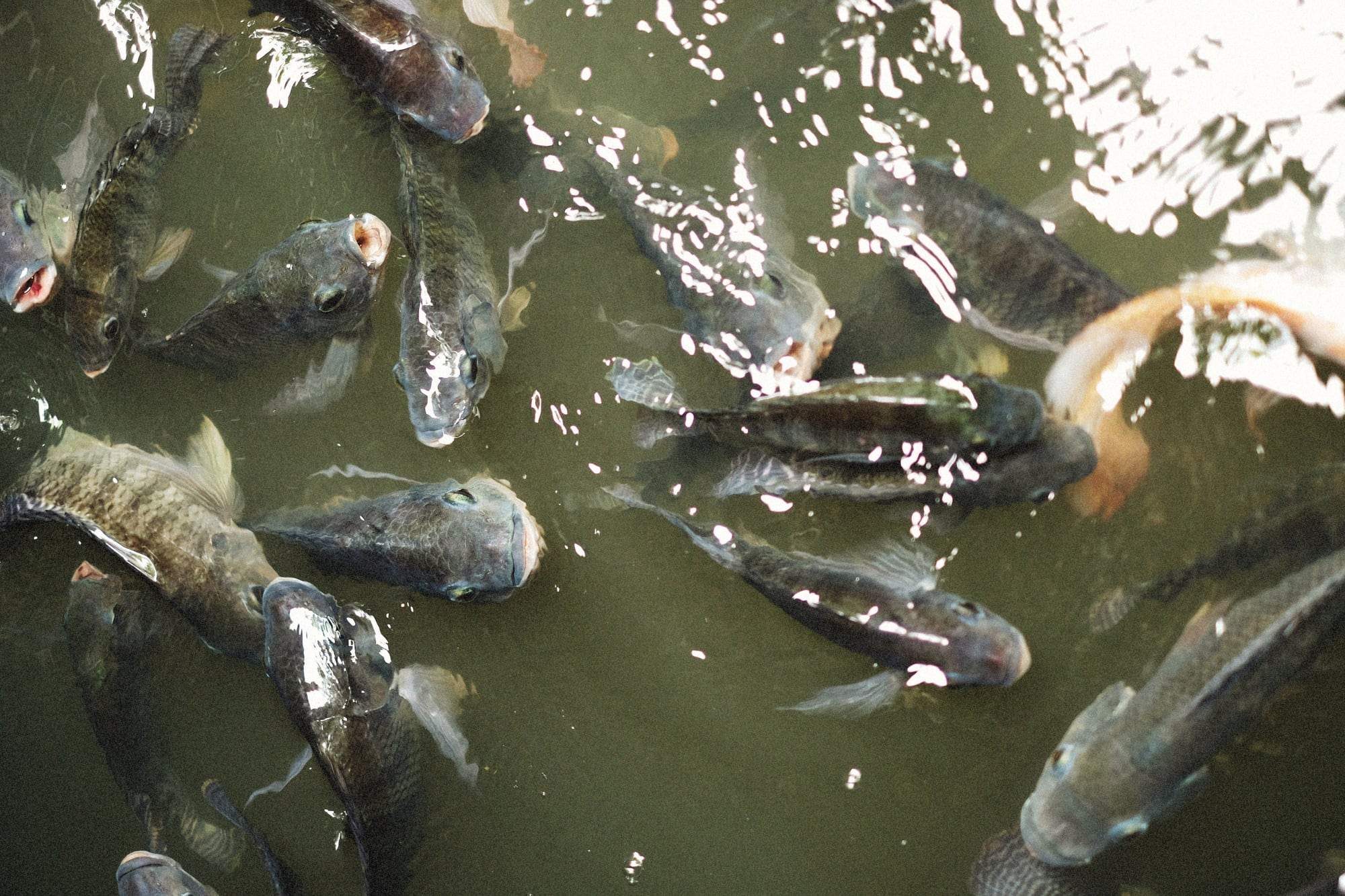 Tilapia crowding the surface of a green fish pond at feeding time