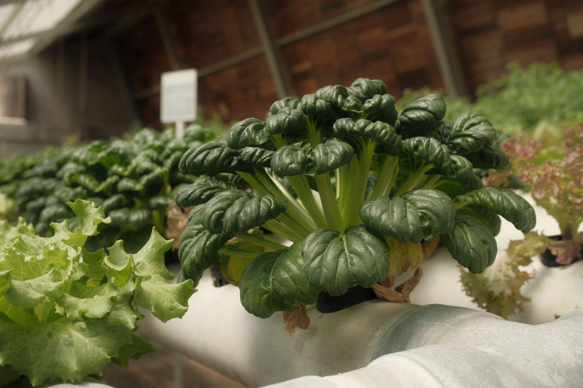 A bok choy plant with dark green leaves growing from a grow channel beside lettuce