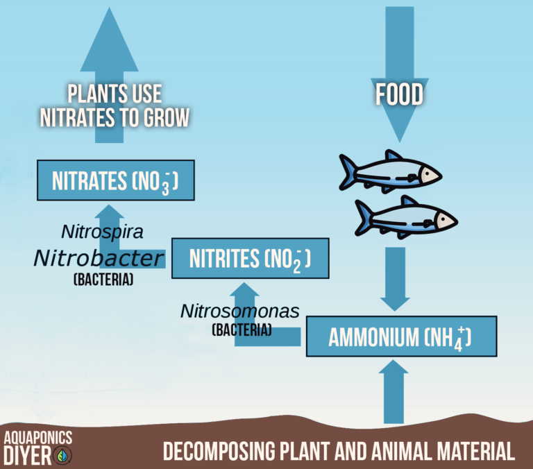 Diagram of the aquaponics nitrogen cycle: fish food and decomposing material become ammonium, Nitrosomonas bacteria turn it into nitrites, Nitrobacter and Nitrospira turn nitrites into nitrates, and plants use the nitrates to grow