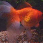 Fancy Goldfish Fantail Aquaponics