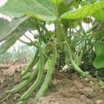 beans plant for aquaponics