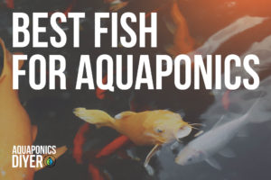 best fish for aquaponics