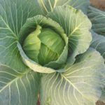 cabbage plant for aquaponics