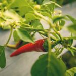 chili pepper plant for aquaponics