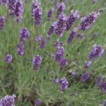 lavender plant for aquaponics