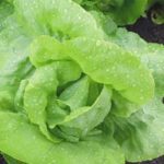 lettuce plant for aquaponics