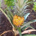 pineapple plant for aquaponics