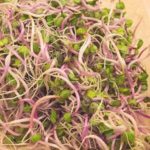radish sprouts plant for aquaponics