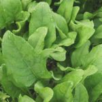 spinach plant for aquaponics