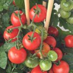 tomato plant for aquaponics